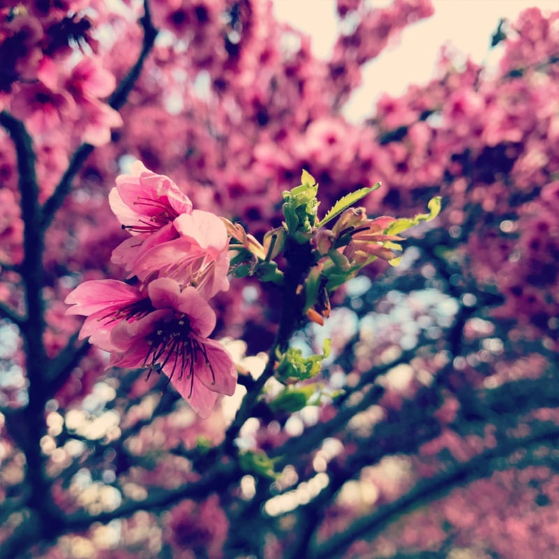 SAKURA SAKURA 3