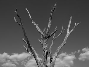 GALHOS SECOS BW