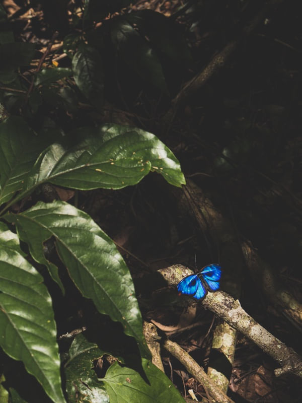 BORBOLETA DESCANSO AZUL