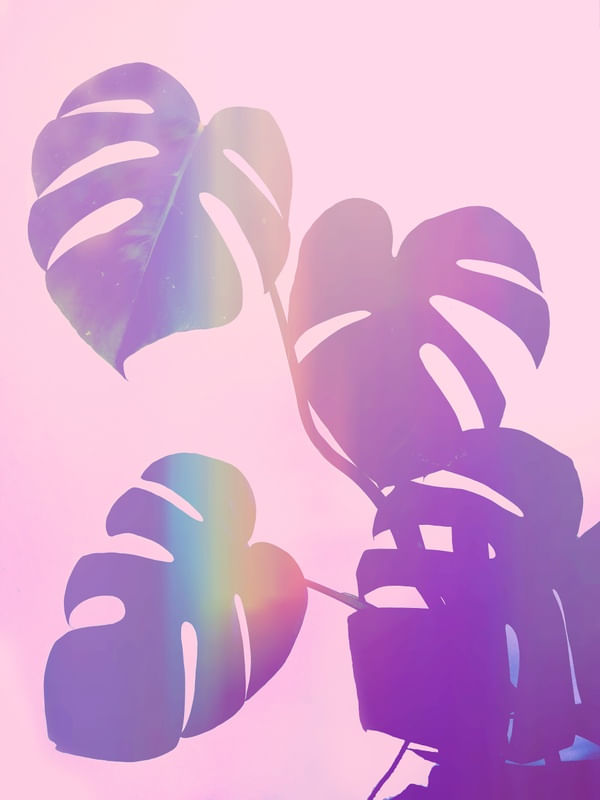 RAINBOW MONSTERA