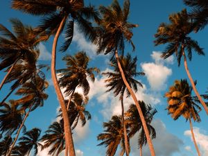COQUEIRAL TROPICAL