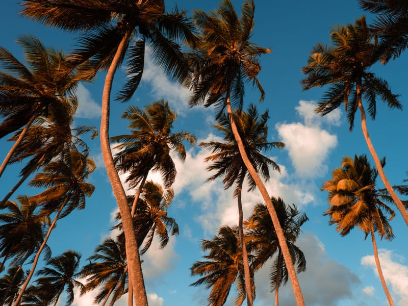 COQUEIRAL TROPICAL