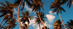 PANORÂMICA COQUEIRAL TROPICAL