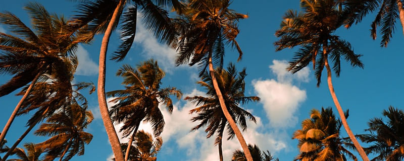 PANORÂMICA COQUEIRAL TROPICAL