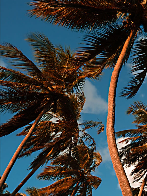 TRÍPTICO DELÍRIO TROPICAL_01