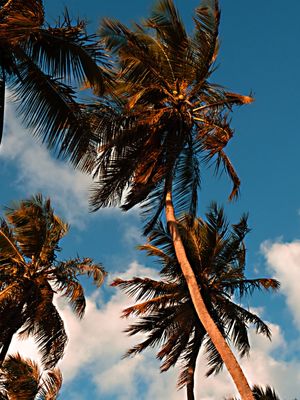 TRÍPTICO DELÍRIO TROPICAL_02