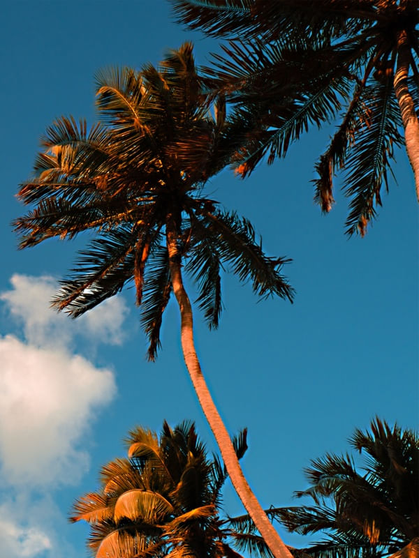 TRIPTICO DELÍRIO TROPICAL_03