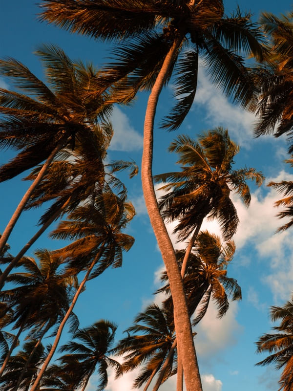 DÍPTICO COQUEIRAL TROPICAL_01