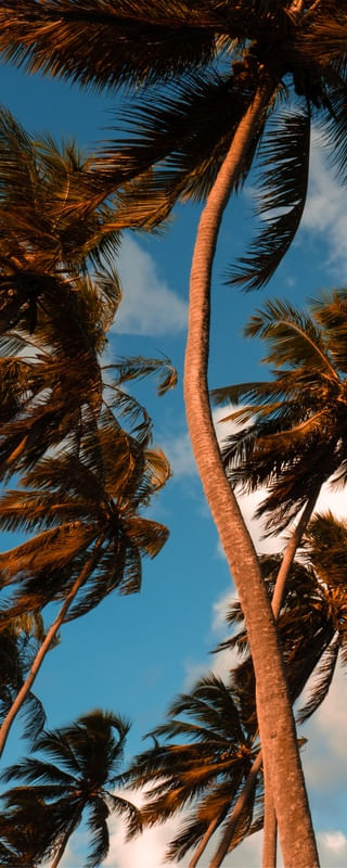 TRÍPTICO TROPICALMENTE_01