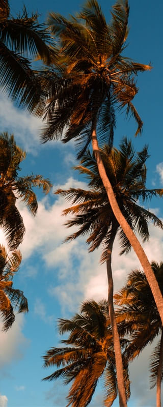 TRÍPTICO TROPICALMENTE_02