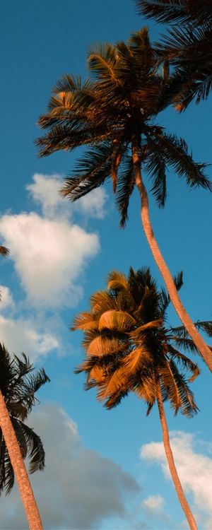 TRIPTICO TROPICALMENTE_03