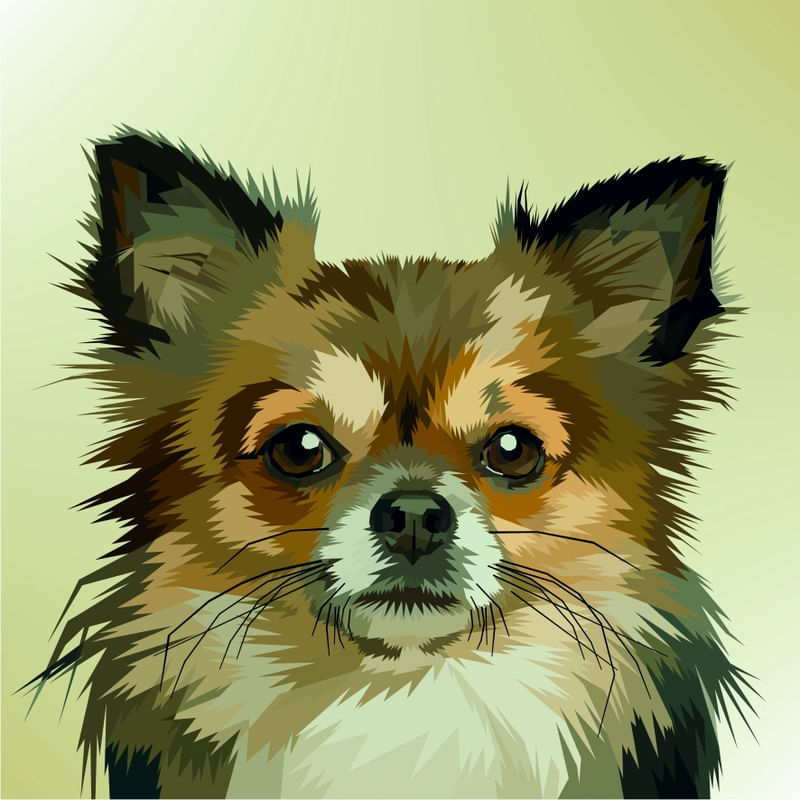 CHIHUAHUA POP