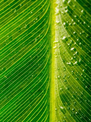 BANANEIRA PÓS CHUVA (4)