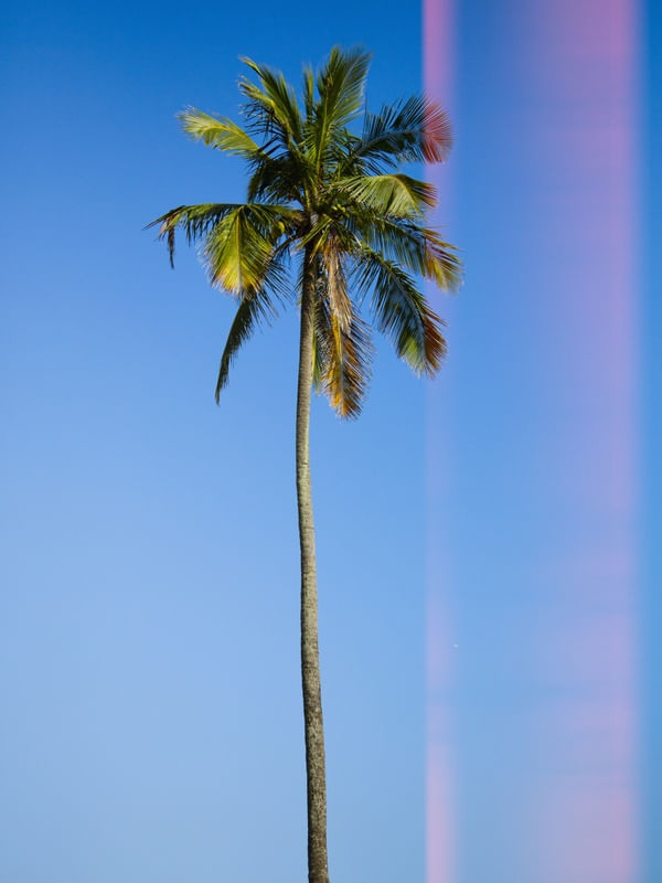 COQUEIRÃO