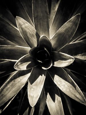 PLANTA_PB