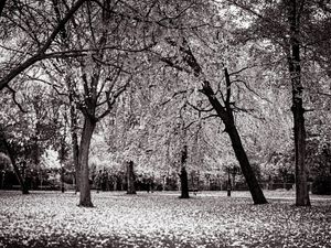 BOSQUE ENCANTADO #2