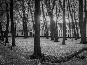 BOSQUE ENCANTADO #5