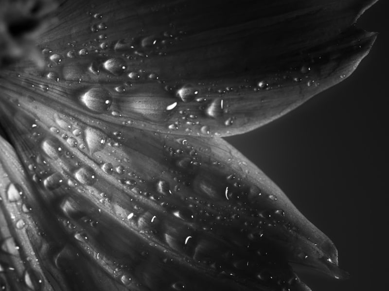 GOTAS DE PRATA