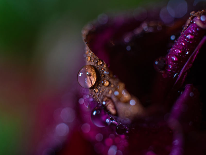 GOTAS DE ORVALHO EM UMA ROSA VELHA