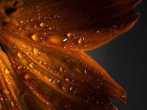 GOTAS DOURADAS