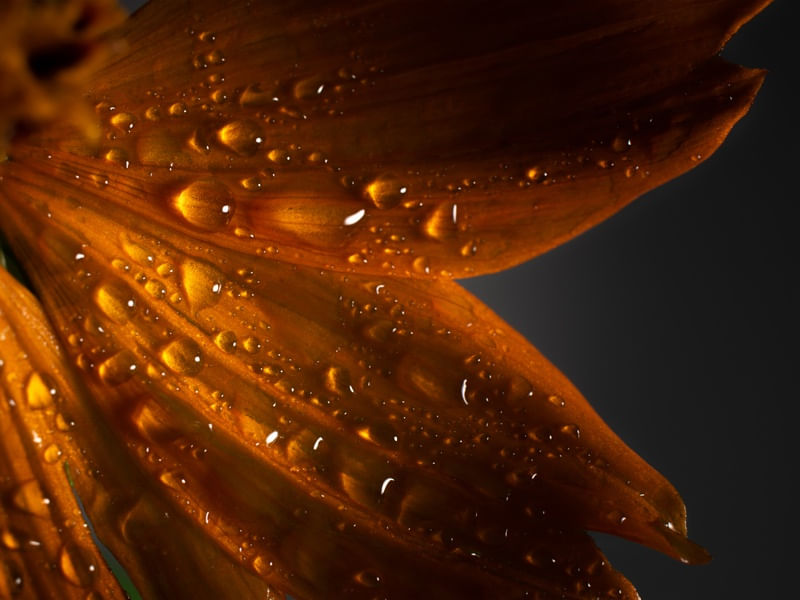 GOTAS DOURADAS