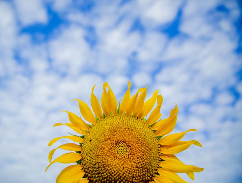 CÉU COM GIRASSOL