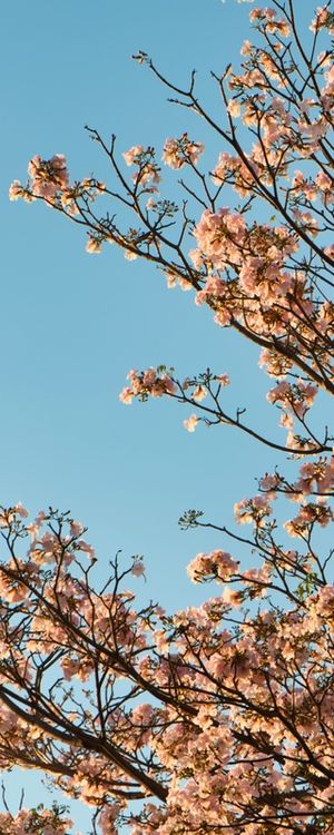 DÍPTICO 1 IPÊ ROSA 01