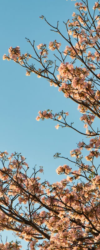 DÍPTICO 1 IPÊ ROSA 01