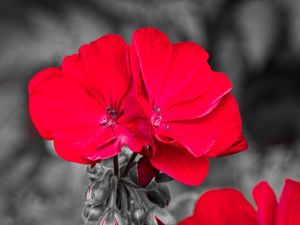 FLOR VERMELHA 002
