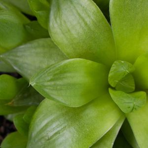 VERDE E SUCULENTA