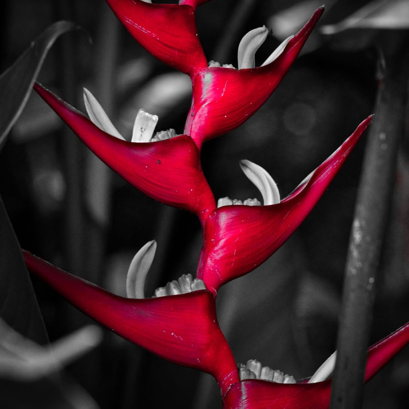 VERMELHO E PRETO 01