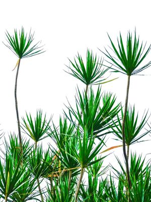 DRACAENA MARINATA