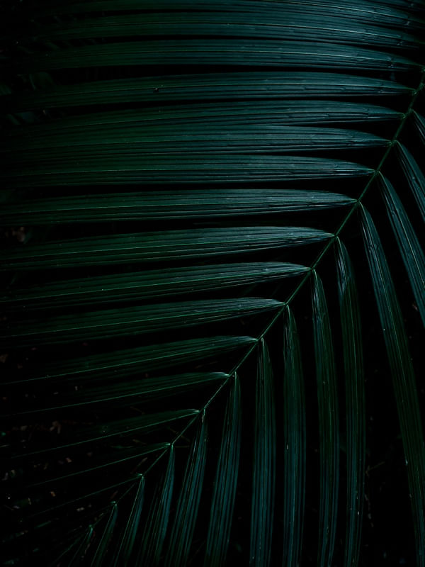 FOLHASGEOMETRICAS