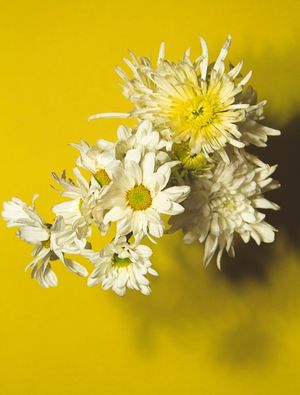 FLORES POP