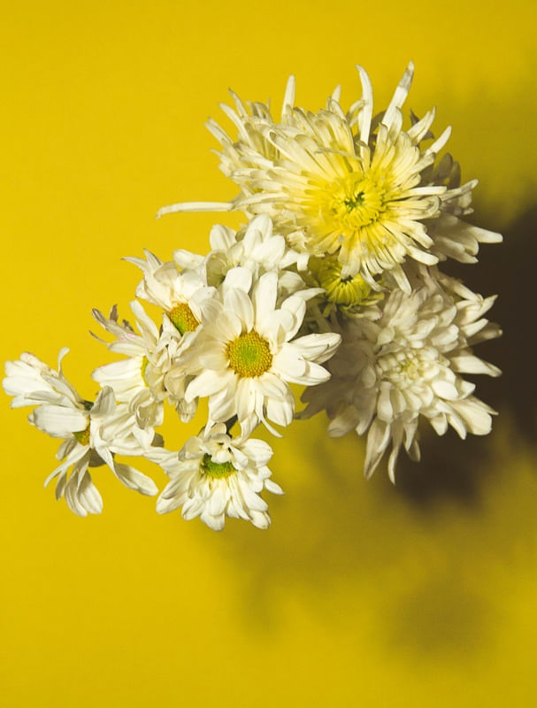 FLORES POP