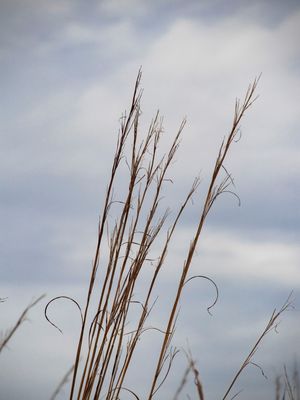 CERRADO VII