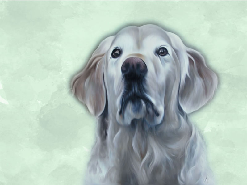 LABRADOR RETRIEVER