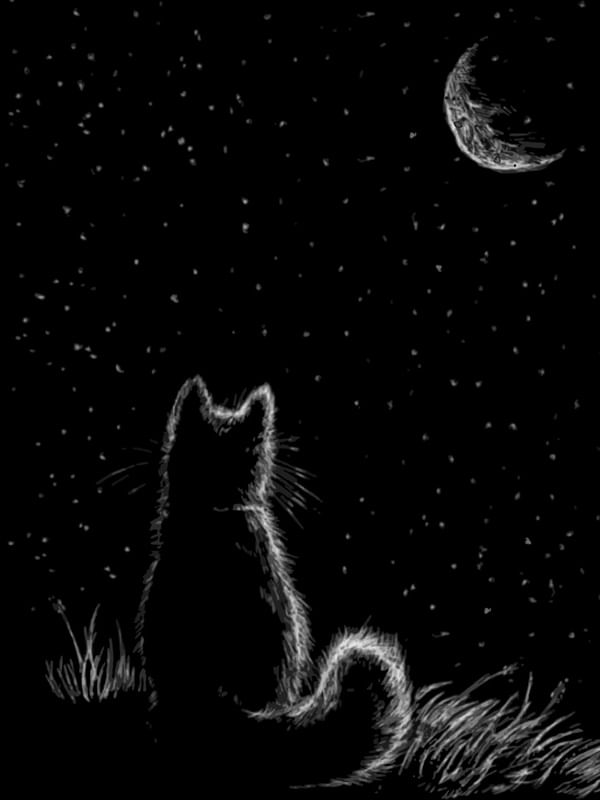 THE CAT AND THE MOON