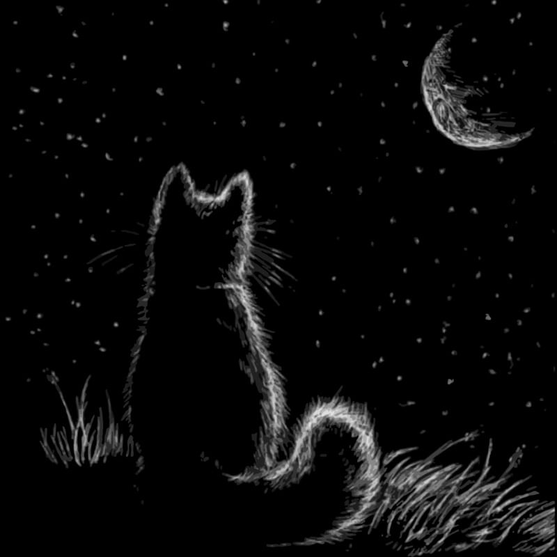 THE CAT AND THE MOON SQUARE