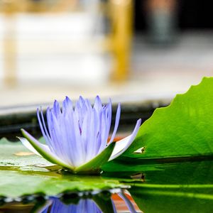 FLOR ROXA EM VASO COM ÁGUA