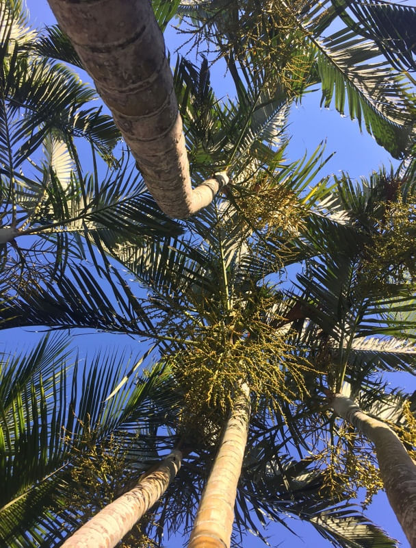 O CÉU E AS PALMEIRAS