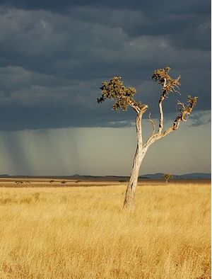 SAVANA AFRICANA