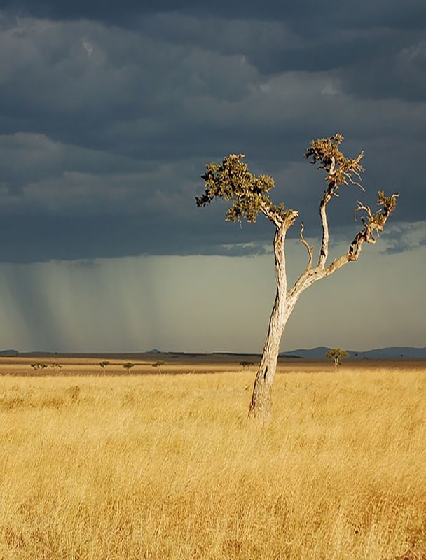 SAVANA AFRICANA