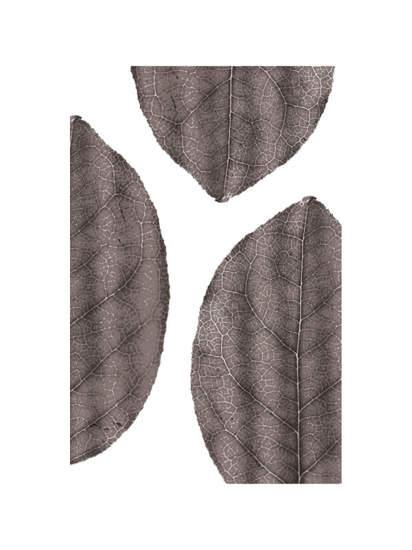 FOLHAGENS III