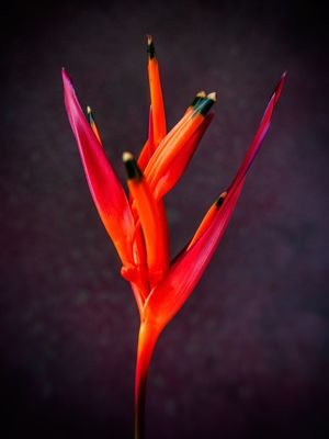 HELICÔNIA VERMELHA #01