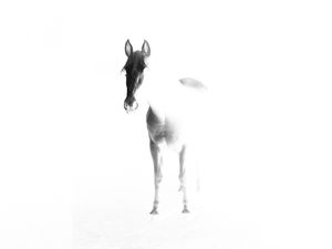 CAVALO PB (P)