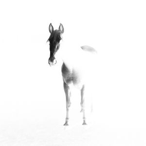 CAVALO PB (Q)