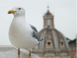 GAIVOTA EM ROMA 01
