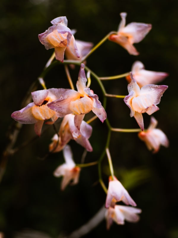 ORQUÍDEAS 4