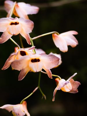 ORQUÍDEAS 5
